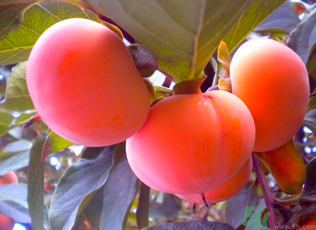 黃柿子和紅柿子有什么區(qū)別？紅柿子和黃柿子哪個(gè)好？