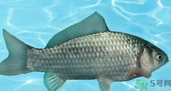 釣的魚在家怎么養(yǎng)活？釣的魚怎么保持不死？