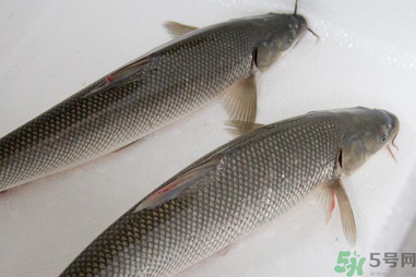 釣的魚在家怎么養(yǎng)活？釣的魚怎么保持不死？