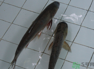 釣的魚在家怎么養(yǎng)活？釣的魚怎么保持不死？