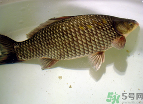 釣的魚死了還能吃嗎？釣的魚死了怎么處理？