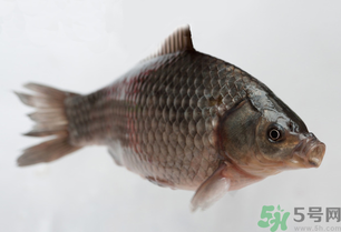 釣的魚死了還能吃嗎？釣的魚死了怎么處理？