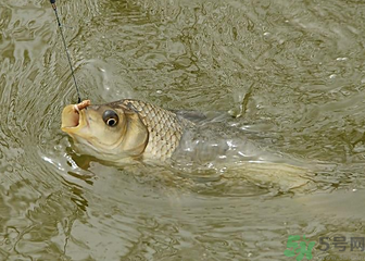釣的魚死了還能吃嗎？釣的魚死了怎么處理？