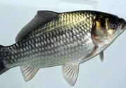 釣的魚在家怎么養(yǎng)活？釣的魚怎么保持不死？