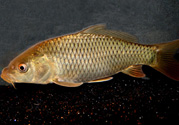用玉米粒怎么釣鯉魚？玉米粒怎么泡制釣魚餌料？