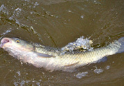 秋天釣草魚(yú)用什么餌？秋季釣草魚(yú)用什么餌最好？