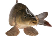 十月份草魚(yú)好釣嗎？十月份怎么釣草魚(yú)？