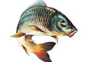 秋天釣鯉魚用什么小藥？秋天黑坑釣鯉魚用什么小藥？