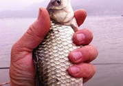 十月份釣鯽魚用什么餌？十月份釣鯽魚用什么餌料好？
