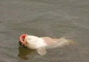 十月份怎么釣鯽魚？十月份怎么釣鯉魚？