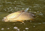 十月份可以釣鯉魚嗎？十月份釣鯉魚用什么餌？