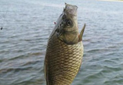 秋天黑坑釣鯽魚用什么餌料？秋天黑坑釣鯽魚餌料配方