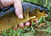 野生鯽魚怎么釣？釣野生鯽魚的技巧