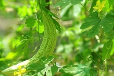 吃苦瓜能增強(qiáng)免疫力嗎？喝苦瓜茶能增強(qiáng)免疫力嗎？