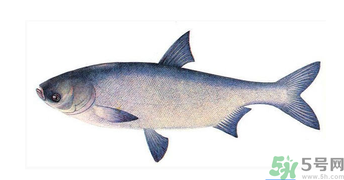 十月份能釣鰱魚嗎？鰱魚幾月份好釣？