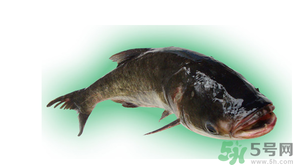 十月份能釣鰱魚嗎？鰱魚幾月份好釣？