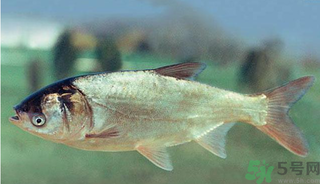 十月份能釣鰱魚嗎？鰱魚幾月份好釣？