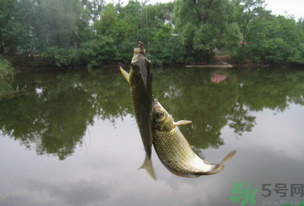 秋天釣魚(yú)什么風(fēng)向最好？秋天什么風(fēng)向好釣魚(yú)？
