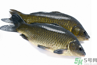 活鯉魚怎么保存？鯉魚怎么養(yǎng)才不容易死？