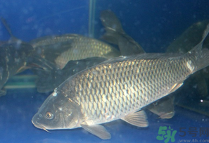 活鯉魚怎么保存？鯉魚怎么養(yǎng)才不容易死？