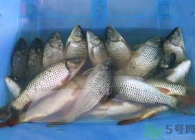 活鯉魚怎么保存？鯉魚怎么養(yǎng)才不容易死？