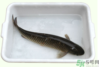 鯉魚死了還能吃嗎？鯉魚死了多久不能吃？