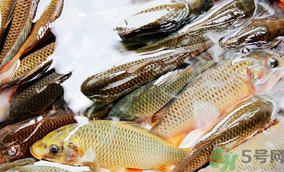 鯉魚死了怎樣保鮮？鯉魚死后怎么保存？