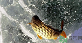 鯉魚死了怎樣保鮮？鯉魚死后怎么保存？