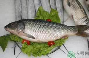 鯉魚死了怎樣保鮮？鯉魚死后怎么保存？