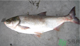 秋天釣鰱魚(yú)用什么餌料？秋天釣鰱魚(yú)用什么味餌？
