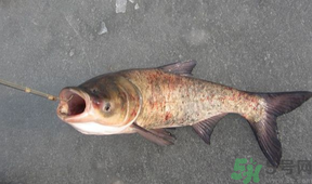 秋天釣鰱魚(yú)用什么餌料？秋天釣鰱魚(yú)用什么味餌？