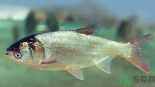 秋天釣鰱魚(yú)用什么餌料？秋天釣鰱魚(yú)用什么味餌？