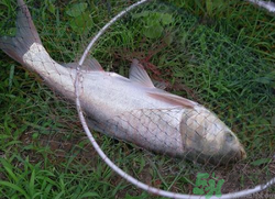 秋天怎么釣鰱魚？秋天釣鰱魚技巧