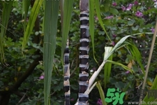 甘蔗一天吃多少最好？甘蔗能每天都吃嗎？