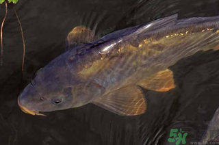 野生鯉魚怎么釣？野生鯉魚用什么釣最好？