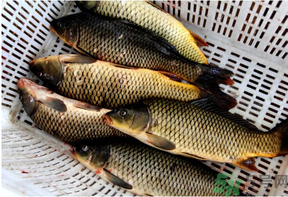 野生鯉魚怎么釣？野生鯉魚用什么釣最好？