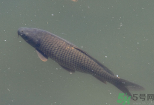 野生鯉魚怎么釣？野生鯉魚用什么釣最好？