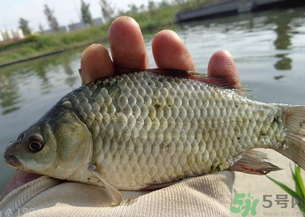 野生鯽魚多少錢一斤？野生鯽魚怎么區(qū)分？
