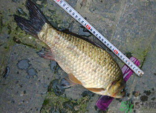 野生鯽魚多少錢一斤？野生鯽魚怎么區(qū)分？