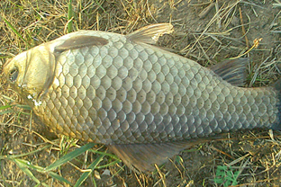 野生鯽魚多少錢一斤？野生鯽魚怎么區(qū)分？