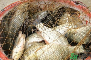 野生鯽魚怎么做好吃？野生鯽魚的做法