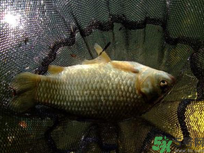 野生鯽魚怎么做好吃？野生鯽魚的做法