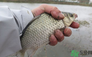 野生鯽魚怎么做好吃？野生鯽魚的做法