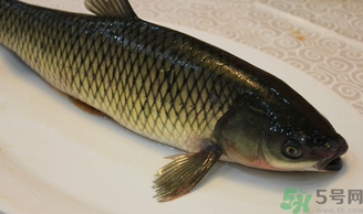 秋天怎么釣草魚？秋天草魚好釣嗎？