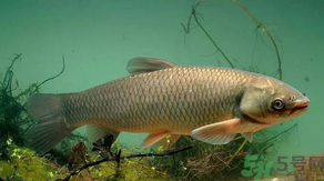 秋天怎么釣草魚？秋天草魚好釣嗎？