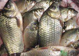 野生鯽魚怎么釣？釣野生鯽魚的技巧