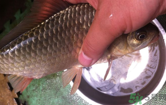 野生鯽魚怎么釣？釣野生鯽魚的技巧