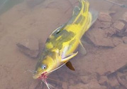 秋天釣魚怎么選釣位置？秋天釣魚怎么選釣位？