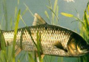 秋天怎么釣草魚(yú)？秋天草魚(yú)好釣嗎？