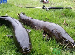10月份還能釣黑魚嗎？幾月份釣黑魚最好？